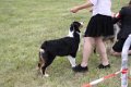 Males puppy